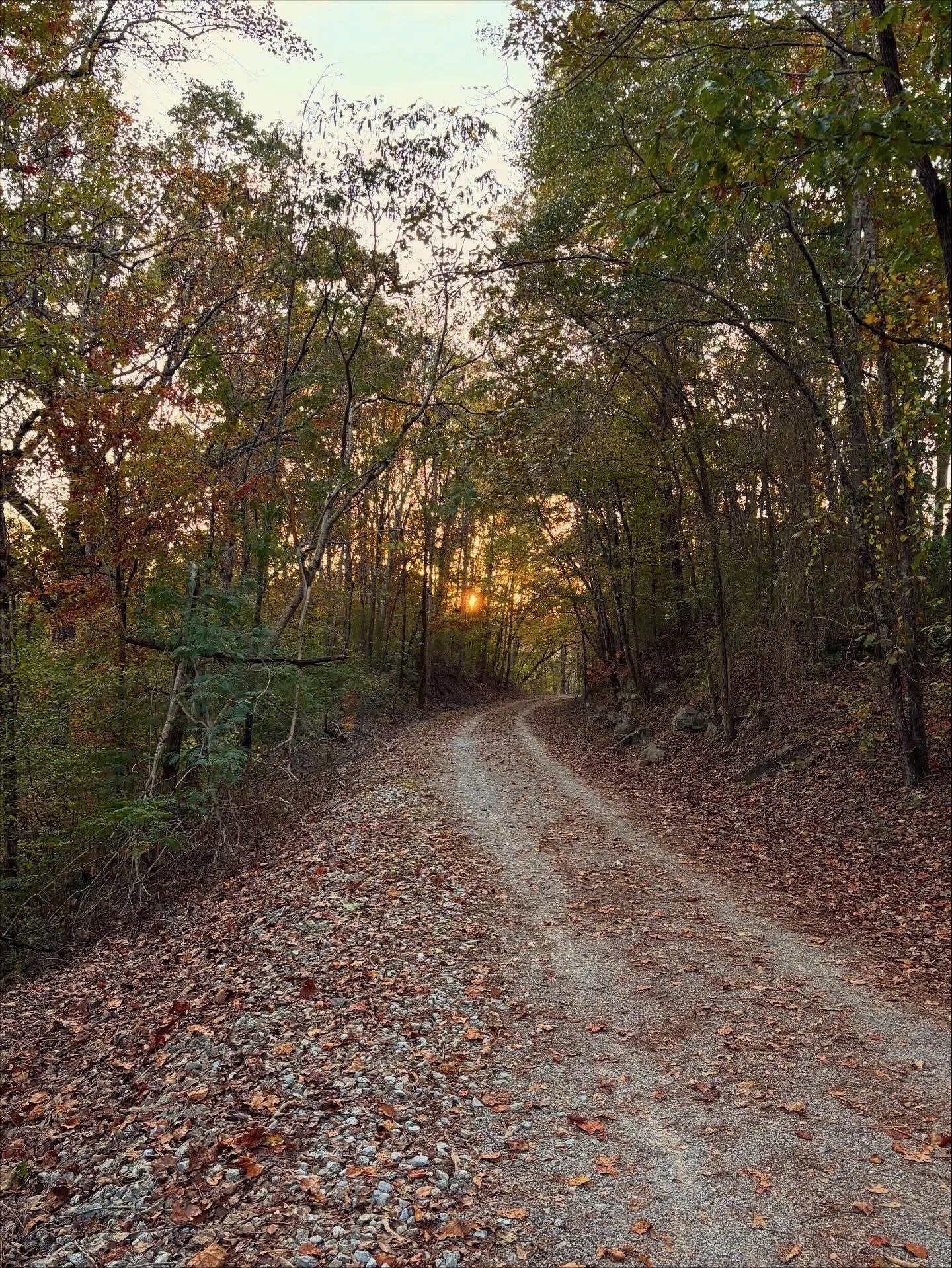 Wooded trail scenery along Black Creek